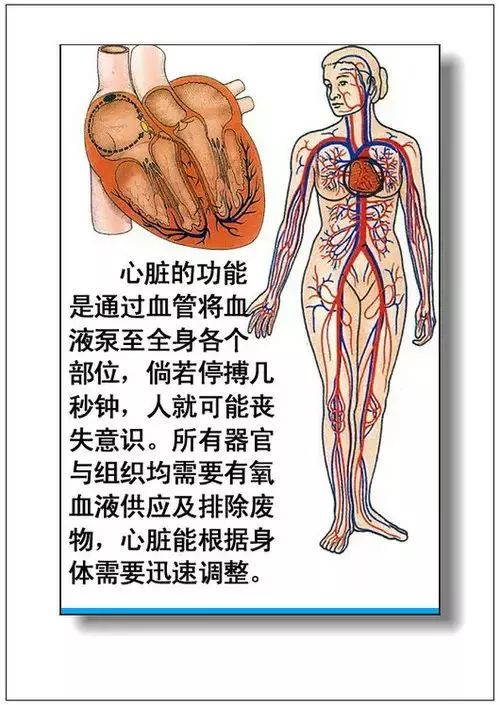 人体器官分部彩图及知识大全